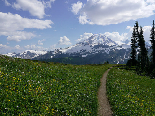 90377:  sd1100247yellowFlowersTrail by thom52 on Flickr.