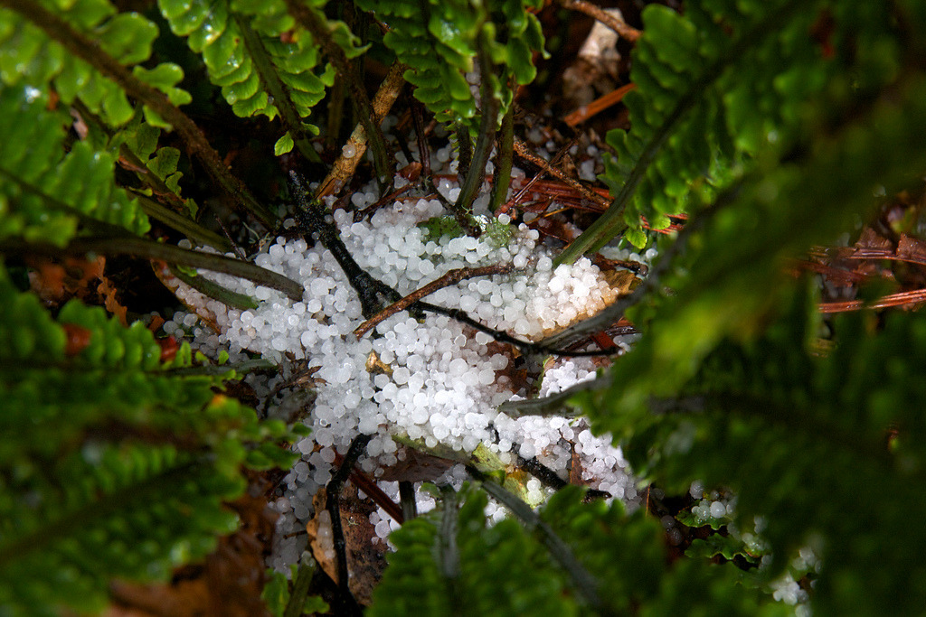 So what’s the difference between hail and sleet?
And where does freezing rain fit into the equation?