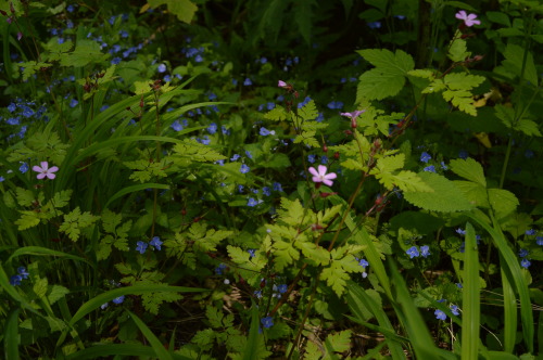 adaemonie:  Some of the cute tiny flowers that I took pictures of this year. 