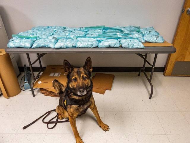 Another good boi from the CHP K9 crew. “Beny” helped to get $3M worth of fentanyl off the streets! #aww#cute #brighten your day  #dogs with jobs  #puppies working hard