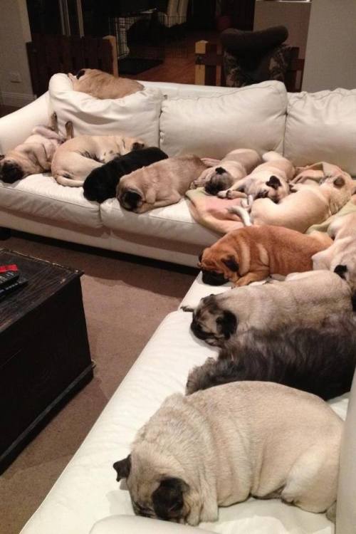 Hmmm time to get another sofa this one’s taken.