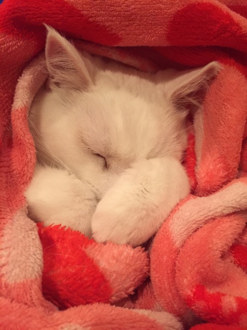 pinkandinked: Sleepy kitty 