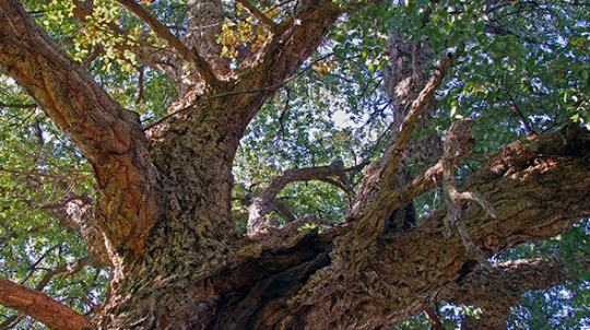 Twisted trees include cork oak