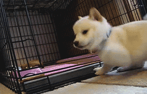 awwww-cute:  RAWR! Oh, did i scare you?