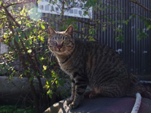 日陰に座っているキジトラさん。今日は日向ぼっこはしないのかな？A cat sitting in the shade. Are you not basking in the sun today?