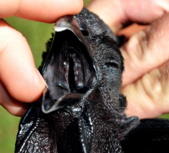 gaymilesedgeworth:  lobstronomousskeleton:  gaymilesedgeworth:  gaymilesedgeworth:  i love that one really expensive goth chicken breed  seriously goth chickens  are you kidding? Look at that stare Death Metal Chickens  they’re goth chickens and i’ve