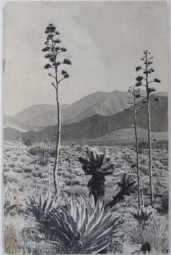 apeninacoquinete:Cacti, Shrubs and Trees