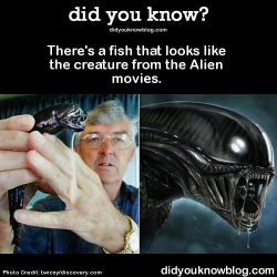 did-you-kno:    It’s called a black dragonfish. Or