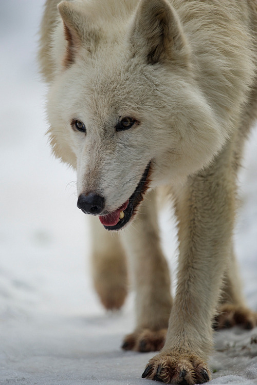 wonderous-world:  Wolf by Dan Newcomb Photography