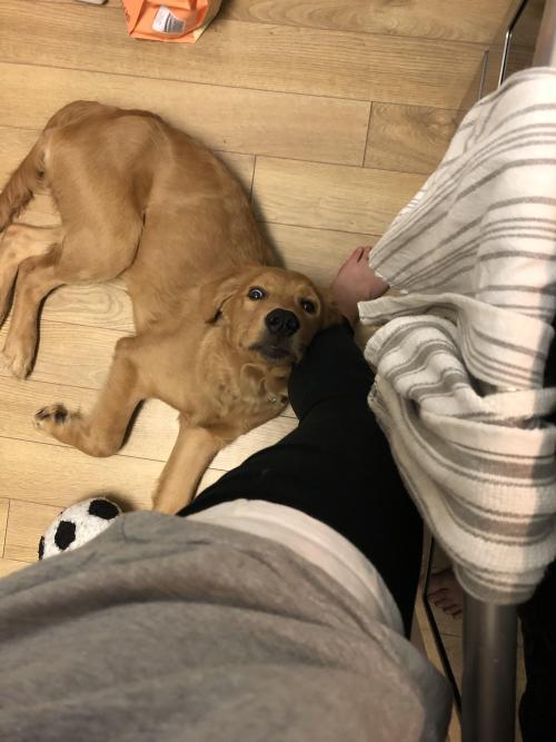 golden-retriever-overload