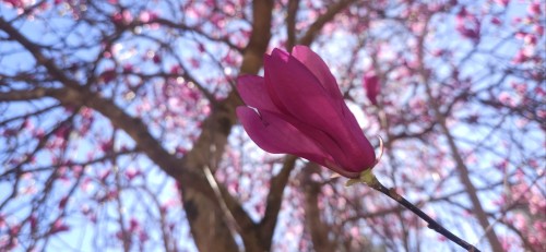 And Here Are Some More.. These Are Japanese Magnolias. I Don't Know What The Last Tree Was, I Forgot