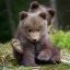 kodathelittlebear