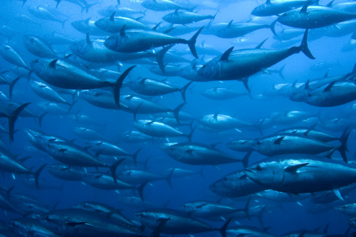 underthevastblueseas:The Atlantic bluefin tuna is one of the largest, fastest, and most gorgeously c