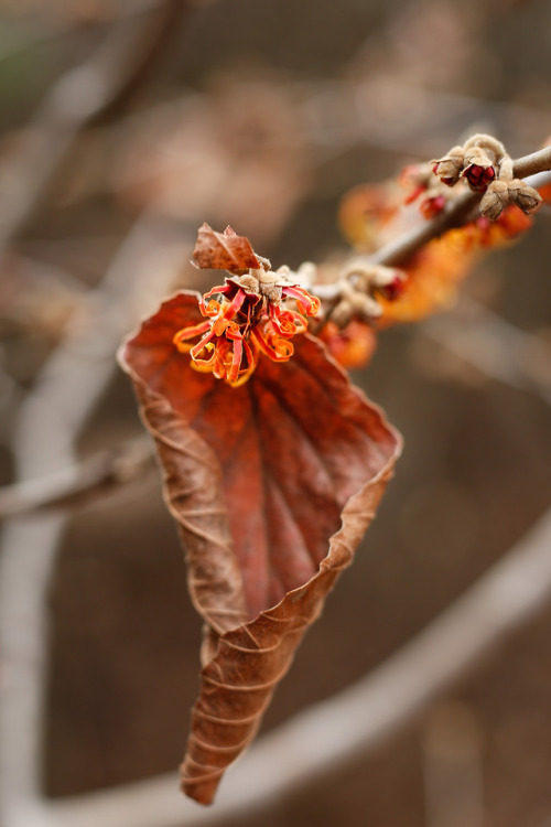 Jelena is in bloom !!!   Finally some color in the muted winter landscape!!!