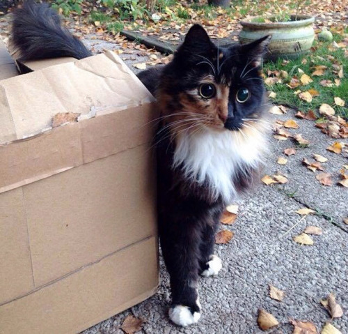 lady-halibuts-chambers: awesome-picz: This Blind Kitty Found On The Street Has Eyes No One Could Re