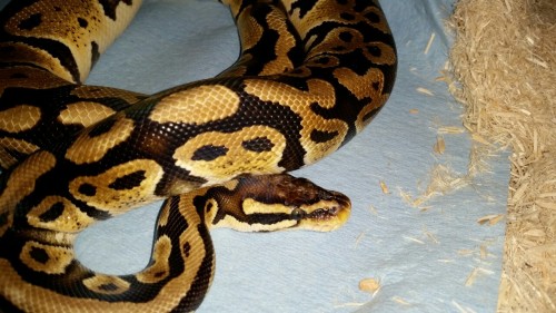 wheremyfeetfall:Quick shots of the snoots minus Atlas. He’s all cleared up and probably going to she