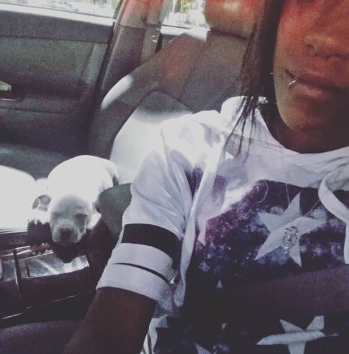 #babyblu #riding #shotgun #bluenosepit #puppiesofinstagram #slump