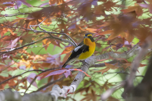 キビタキ（Narcissus Flycatcher）