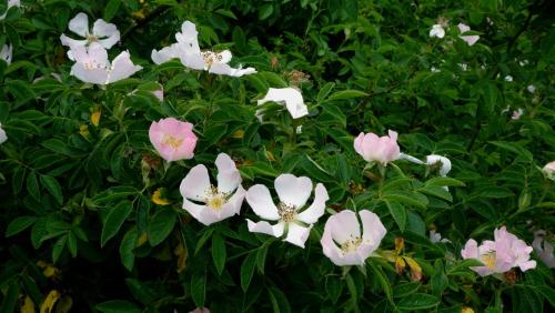 Hedgerow Roses.