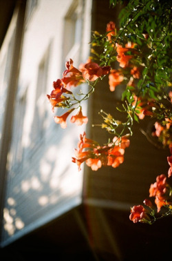 insubtle:  vintage blog 