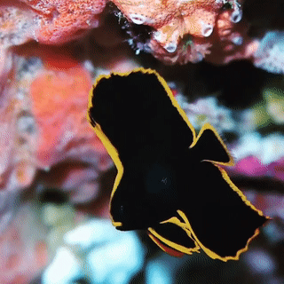 A pinnate batfish, a small all-black fish outlined in yellow, swimming in place