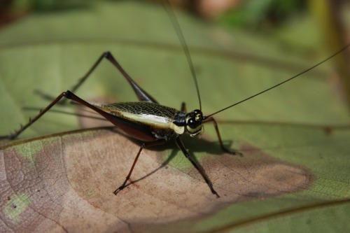 Crickets Sing Like A Choir Of Angels! This is the sound of two recordings of crickets played to