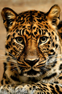 nckdvs:Jaguar by Borislav Stefanov // NCK.DVS