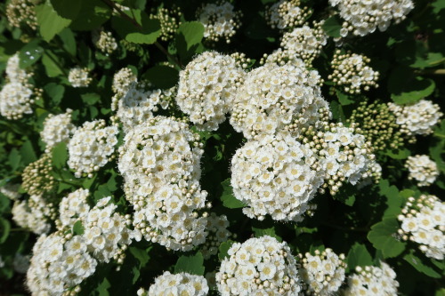 Spiraea — spiraeas