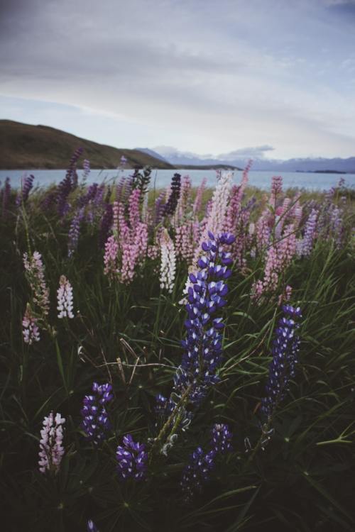 floralls: Lake Tekapo,NZ by Jordan Heath