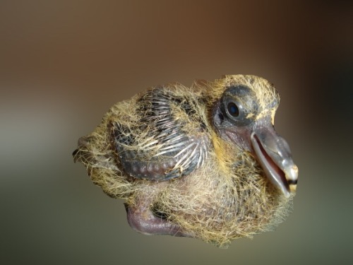 margary:luxtempestas:operative name: Fat FuckBird babies are masters at being brutally hideous and s