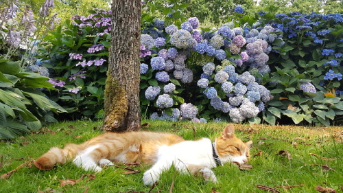 faeyrin: Chilling in the grass