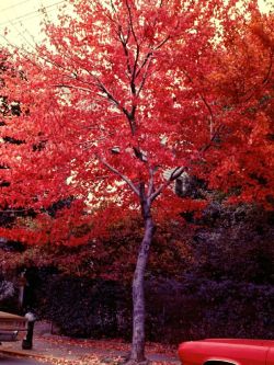 kradhe:    Fall Tree, 1978, Anthony Catalano 