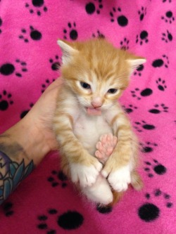 derpycats:  Tiny polydactyl derp. Internet, meet Max.