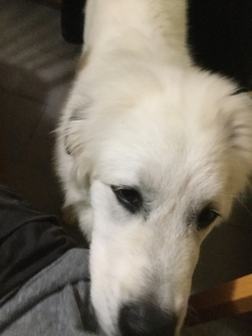 My adorable and large dog, Thor.