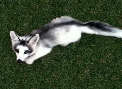 Livingwithfoxesblog:  Blazingsonicfan:  Canadian Marble Fox  I’d Like To Point