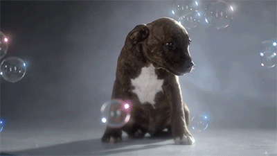 huffingtonpost:  By just watching this video of puppies, you’re donating money to charity. 