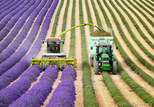 irljotarokujo:  boredpanda:    The Hypnotizing Beauty Of Harvesting Lavender    I didn’t know farming was so aesthetic 