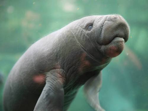 Meet the Manatee Calf at Zoo de BeauvalOn April 24, France’s Zoo de Beauval welcomed a male Manatee 