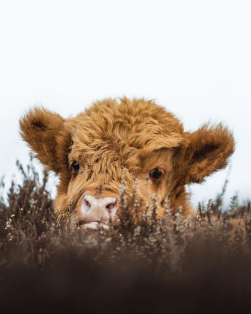Cuteness Lurks
