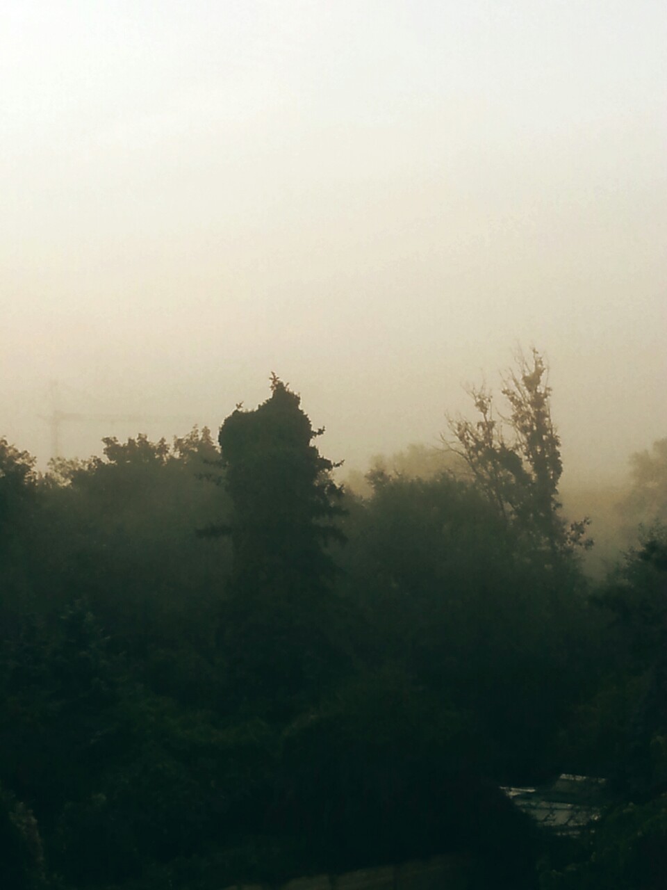 ego-x:  A misty morning. 