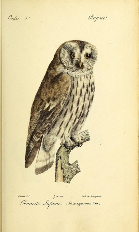 n128_w1150 by BioDivLibrary Les Oiseaux d'Europe décrits par C. J. Temminck Paris ;1848. biodiversit