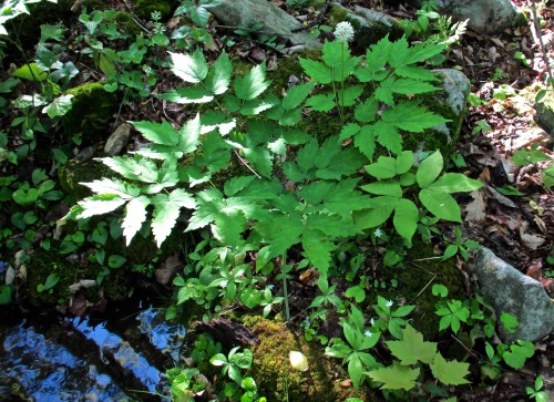 Baneberry, Actaea pachypoda, and star flower, Trientalis borealis, in bloom today.