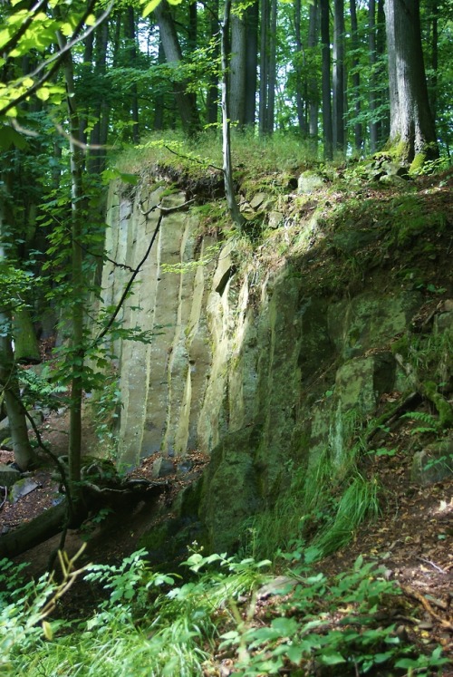 galswintha:Szyndziałowy Forest, Mszana and Obłoga nature reserve.Oldquarriy of Neogene basalts with 