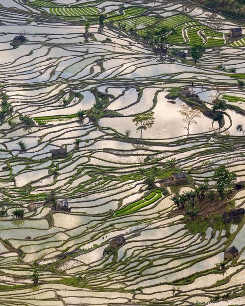 synqra: Rice fields of Yuanyang photographed by George Steinmetz