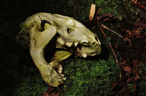 Second of the Badger Skulls found in an abandoned Wood by favmark1 on Flickr.