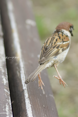 tokyo-sparrows:  あっスズメちゃん、どこいくの？(●•᷅e•᷄)＜アッチくてこんなとこいらんないちゅ〜ん！#癒し画像