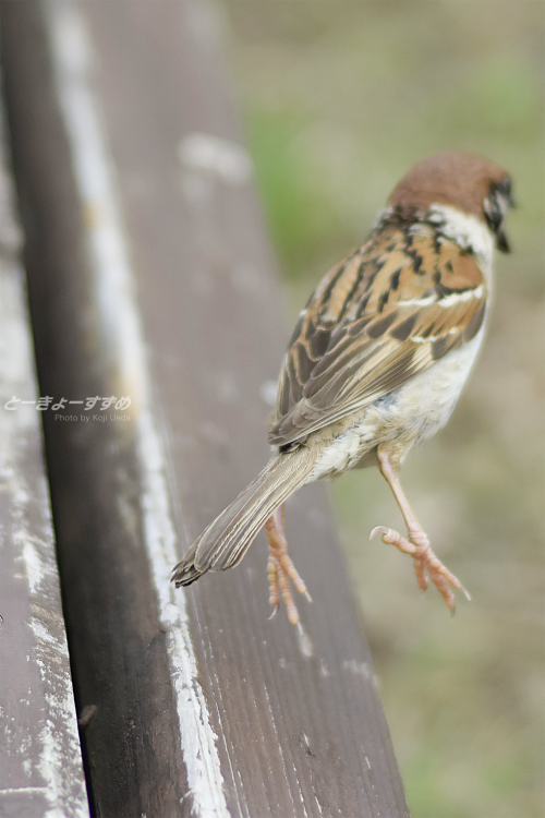 tokyo-sparrows:  あっスズメちゃん、どこいくの？(●•᷅e•᷄)＜アッチくてこんなとこいらんないちゅ〜ん！#癒し画像 #心の声 #暑すぎ#スズメ写真集 『あした、どこかで。』好評発売中♪お求めは→http://www.amazon.co.jp/dp/490841100X