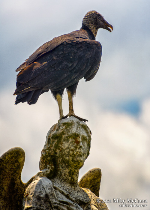In all my decades of cemetery photography, I’ve never had a vulture pose for me. Today, a cour