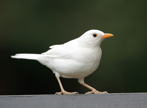 leucistic Common Blackbird (Turdus merula) &gt;&gt;by Ray Hall