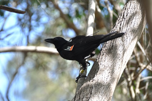 How crows connectThe New Caledonian crow is well-known for its ability to make and use tools to poke